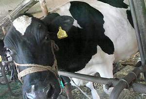 元山牧場の牛乳用のホルスタイン