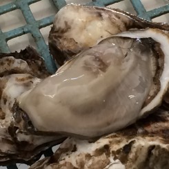 プリップリの北海道厚岸産の生牡蠣